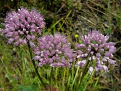 Česnek šerý horský (Allium senescens L., subsp. montanum (Fries) Holub)