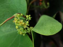 Cissampelos pareira Linn.