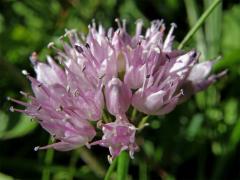 Česnek šerý horský (Allium senescens L., subsp. montanum (Fries) Holub)