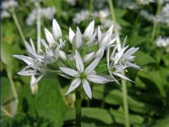 Česnek medvědí (Allium ursinum) L.)