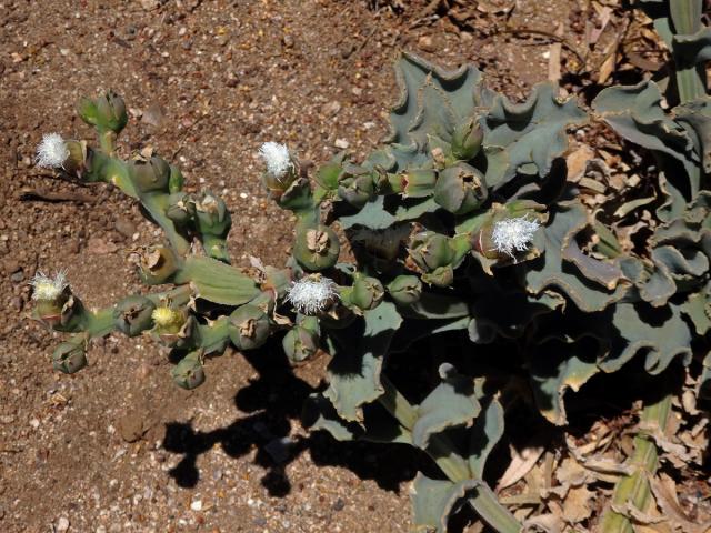 Kosmatec (Mesembryanthemum guerichianum Pax)