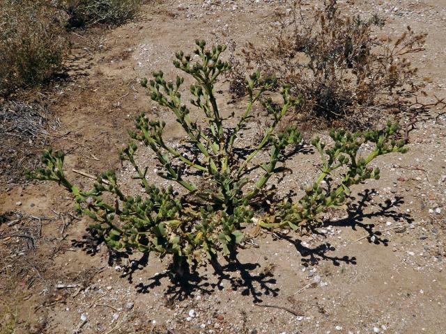 Kosmatec (Mesembryanthemum guerichianum Pax)