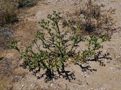 Kosmatec (Mesembryanthemum guerichianum Pax)