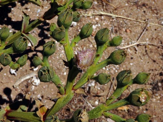 Kosmatec (Mesembryanthemum guerichianum Pax)