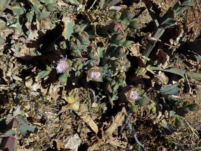 Kosmatec (Mesembryanthemum guerichianum Pax)