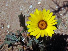 Arctotis fastuosa Jacq.