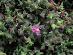 Smicrostigma viride (Haw) N. E. Br.