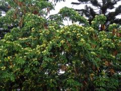 Albízie (Albizia lebbeck (L.) Benth.)