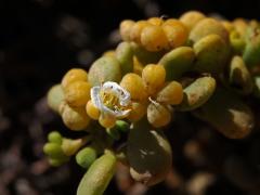 Kaciba (Zygophyllum clavatum Schltr. & Diels)