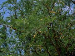 Prosopis glandulosa Torrey