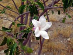 Cryptostegia madagascariensis Bojer ex Dcne.