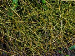 Cassytha filiformis L.