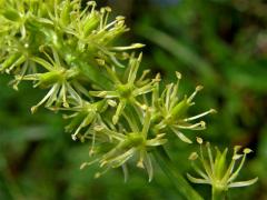 Kohátka kalšíkatá (Tofieldia calyculata (L.) Wahlenb.)