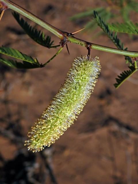 Prosopis juliflora (Sw.) DC.