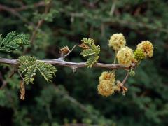 37_Bobovité: Akácie (Acacia)
