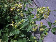Listenatka nocenkovitá (Oxybaphus nyctagineus (Michx.) Sweet)