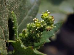 Merlík zední (Chenopodium murale L.)