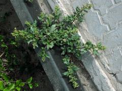 Merlík zední (Chenopodium murale L.)