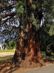 Sekvojovec obrovský (Sequoiadendron giganteum (Lindl.) Buchholz)