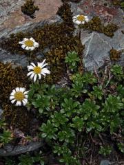 Celmisia bellidioides Hook. f.