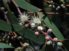 2_Myrtovité: Blahovičník (Eucalyptus)