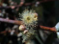 2_Myrtovité: Blahovičník (Eucalyptus)