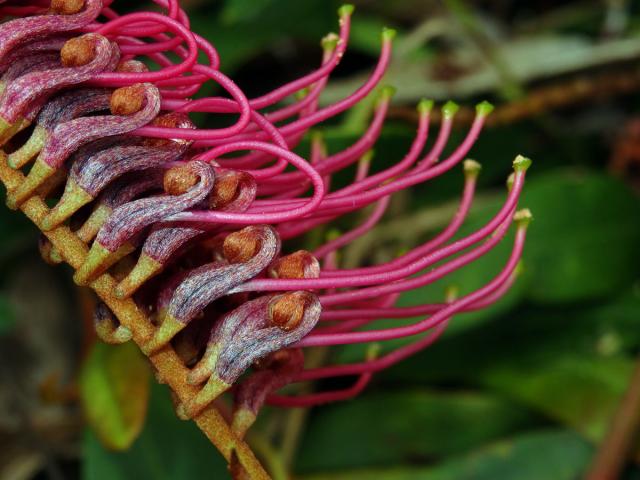 Grevillea laurifolia x villsii