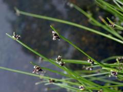 Isolepis inundata R. Br.