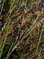 Apodasmia similis (Edgar) B. G. Briggs & L. A. S. Johnson