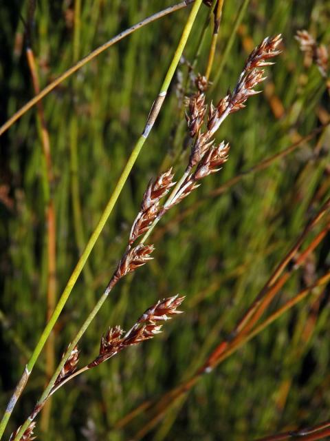 Apodasmia similis (Edgar) B. G. Briggs & L. A. S. Johnson