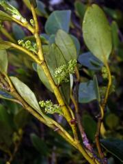 Griselinia littoralis (Raoul) Raoul