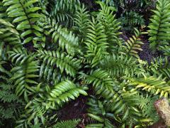 Sleziník (Asplenium oblongifolium Colenso)