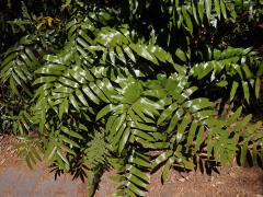 Sleziník (Asplenium oblongifolium Colenso)