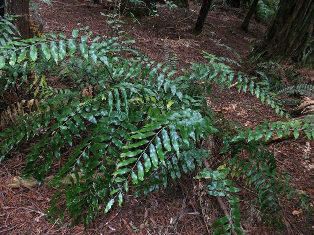 Sleziník (Asplenium oblongifolium Colenso)