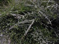 Balmín metlatý (Leptospermum scoparium J. R. & G. Forst.)