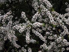 Balmín metlatý (Leptospermum scoparium J. R. & G. Forst.)