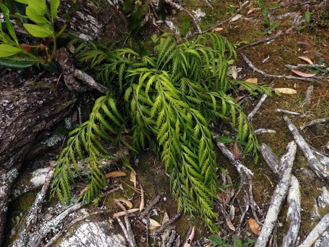 Sleziník (Asplenium flaccidum G. Forst)