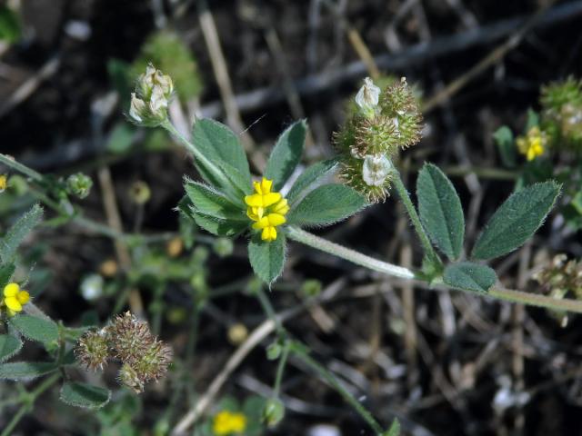 Tolice nejmenší (Medicago minima (L.) L.)