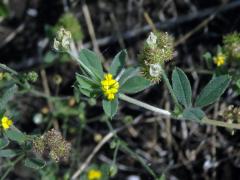 Tolice nejmenší (Medicago minima (L.) L.)   