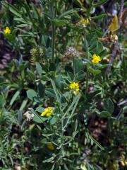 Tolice nejmenší (Medicago minima (L.) L.)