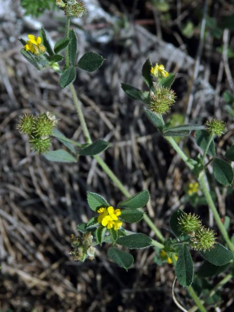 Tolice nejmenší (Medicago minima (L.) L.)