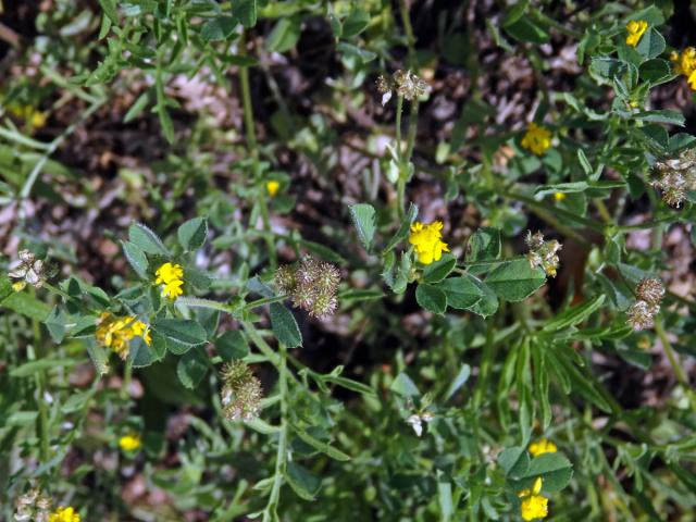 Tolice nejmenší (Medicago minima (L.) L.)