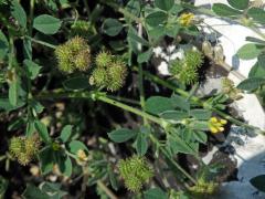 Tolice nejmenší (Medicago minima (L.) L.)