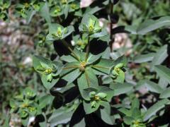 Pryšec (Euphorbia hirsuta L.)