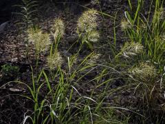 Kavyl třitinový (Stipa calamagrostis (L.) Wahlenb.)