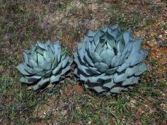 Agáve (Agave parrasana A. Berger)    