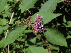 Krásnoplodka japonská (Callicarpa japonica Thunb.)