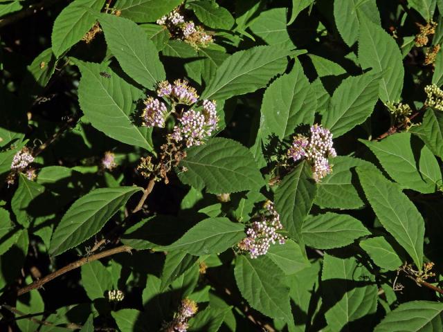 Krásnoplodka japonská (Callicarpa japonica Thunb.)