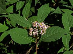 Krásnoplodka japonská (Callicarpa japonica Thunb.)
