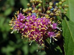 Krásnoplodka japonská (Callicarpa japonica Thunb.)